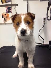 Dog Finder Adopt A Dog Or Cat Near You Dogtime Jack Russell Terrier Parson Russell Terrier Wirehaired Fox Terrier