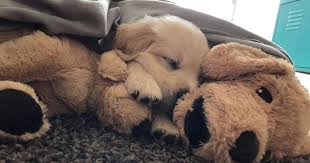 This Adorable Golden Retriever Can T Leave Home Without His Mini Me Stuffed Toy Bored Panda
