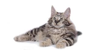 No interest payment plan available. Norwegian Forest Cat Lifespan And Health Blessed With Good Genes