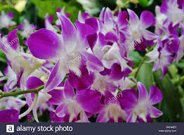 Dendrobium Orchid Flower Stock Photo In 2020 Orchid Flower Dendrobium Orchids White Dendrobium Orchids