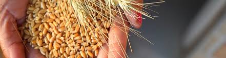 L'actualité lifestyle, découvrez nos conseils sorties, nos portraits et nos articles insolites, high tech, mode, beauté, culture, sport et automobile ! Alimentation Sans Gluten La Maladie Coeliaque Nestle Nutri Pro