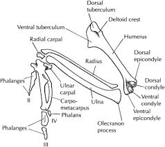 Maybe you would like to learn more about one of these? Metacarpus An Overview Sciencedirect Topics