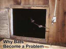 The most typical noise you will encounter when dealing with bats is scratching and wings fluttering in a wall cavity. Why Bats Become A Problem And What Is A Bat Exclusion Bat Conservation And Management Inc