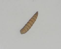 How To Get Rid Of Worms In The Toilet
