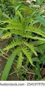 Image result for Pteris preussii