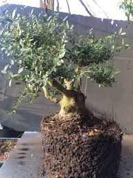 Place the pot in the humidity tray, but don't allow the pot to touch the tray. Holly Times Three Adam S Art And Bonsai Blog