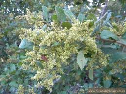 Image result for Brachylaena huillensis