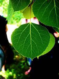 The Aspen Leaf Aspen Trees Tattoo Aspen Leaf Aspen Trees
