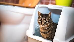 Chronic diarrhea is probably one of the most frustrating conditions, both for the affected cat, and for her guardian. Diarrhea In Cats Symptoms Causes And Treatments Cattime