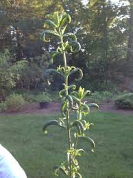 Check spelling or type a new query. Phlox Leaves Curling Up Why Helpfulgardener Com