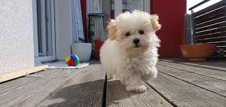 Check spelling or type a new query. Teacup Maltipoo Discover The Mini Maltese Poodle Mix