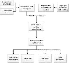 frontiers an efficient protocol for model legume root