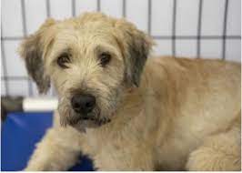 Adopt Shelby A Timid Wheaten Terrier Rescue Dogs Wheaten Terrier Rescue Dogs