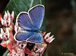 Melissa Blue On Milkweed Florissant National Monument Colorado Blue Butterfly Science Nature Feeling Blue