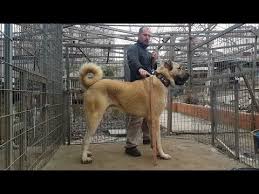 Pin On Kangal
