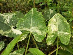 It is not clear why this plant is identified in cultivation as an alocasia because all species of that genus possess a sterile appendix which is. Alocasia Hilo Beauty Techieoldfox