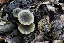 Image result for Simocybe centunculus