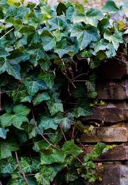 Ivy P Avec Images Jardins Secrets Fleur Jardin Jardins