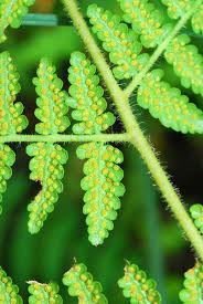 Image result for Hypolepis sparsisora