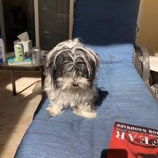 However they feel about baths, your pet can experience a variety of health benefits when they're. All Dogs Hair Haven 15 Reviews Pet Groomers 10265 Tamiami Trl N Naples Fl Phone Number