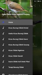 Ciblek kristal termasuk salah satu burung ciblek yang paling di minati kicau mania dan paling banyak di pelihara. Suara Ciblek Kristal Ngebren Fur Android Apk Herunterladen