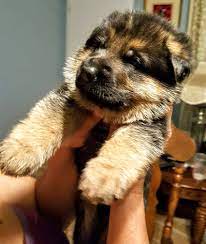 Reserve your german shepherd puppy. Florida German Shepherd Puppies Home Facebook