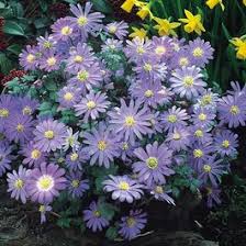 Maybe you would like to learn more about one of these? Buy Anemone Blanda Atrocaerulea Bulbs J Parkers