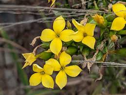 Image result for Kalanchoe glaucescens