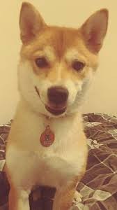 You'll be asked to provide information about yourself and what you are looking for so the. Milwaukee Wi Shiba Inu Meet Riley A Pet For Adoption