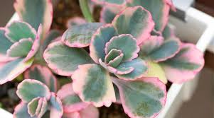 Image result for Kalanchoe fedtschenkoi