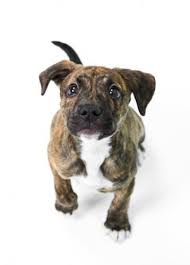 Tiger Stripe Black And Brown Pitbull Pitbull Puppy Pictures Lovetoknow Pictures Of Pitbull Puppies Puppy Pictures Pitbull Puppy