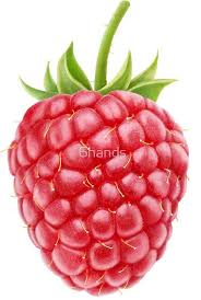 One Fresh Raspberry Raspberry Images Raspberry Fruit
