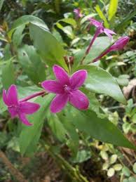 Avrill opening buds of spring; Flowers Pictures And Names In Malayalam Sinhala21 Blogspot Com