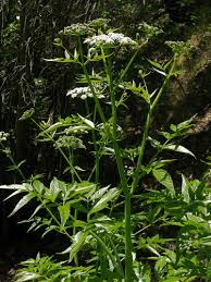 Image result for Glyphaea tomentosa