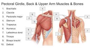 This refers to moving a body part toward the center of your body, such as bringing your arm back in so it. Back And Arm Muscles Diagram Quizlet