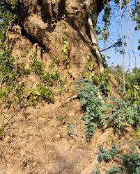 Image result for Cordyla