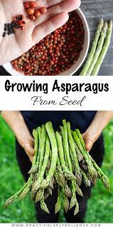 Growing Asparagus From Seed Growing Asparagus Growing Asparagus From Seed Asparagus Seeds
