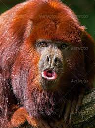 Howling Monkey Unusual Animals Howler Monkey Animals Beautiful
