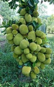 Varieties are distinguished according to characteristics of the fruit's flesh. Jackfruit Grafting Methods Pruning Methods Training Agri Farming