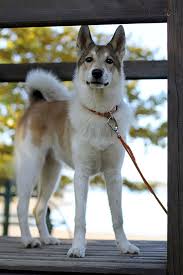 Image result for západosibiřská lajka