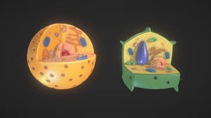Maybe you would like to learn more about one of these? Plant And Animal Cells Buy Royalty Free 3d Model By Avrspot Avrspot Cbdf7e6