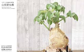 Image result for Cyphostemma paucidentatum