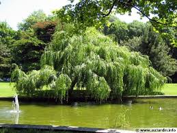 Arbres Et Arbustes A Croissance Rapide Arbuste Arbres Et Arbustes Croissance Rapide
