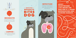 Check poison symptoms, diagnosis & treatments. Heartworms In Dogs Symptoms Treatment And Prevention Bechewy