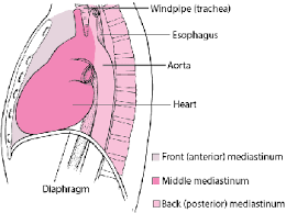 They are located just below the rib cage, one on each side of the spine. Chest Cavity Lung And Airway Disorders Msd Manual Consumer Version