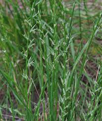 Image result for Lolium