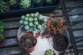 Grow Fresh Herbs In Your Own Balcony Garden In Dubai Mybayut