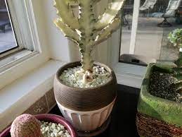 White Ghost Cactus Has Two Mushrooms He Is Indoors Any Advice Succulents