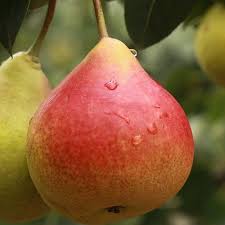 Read on for some hilarious trivia questions that will make your brain and your funny bone work overtime. Quiz What Is This Fruit Called 20 Trivia Questions With Pictures Free Online Printable Quiz Without Registration Download Pdf Multiple Choice Questions Mcq