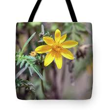 Image result for Bidens steppia